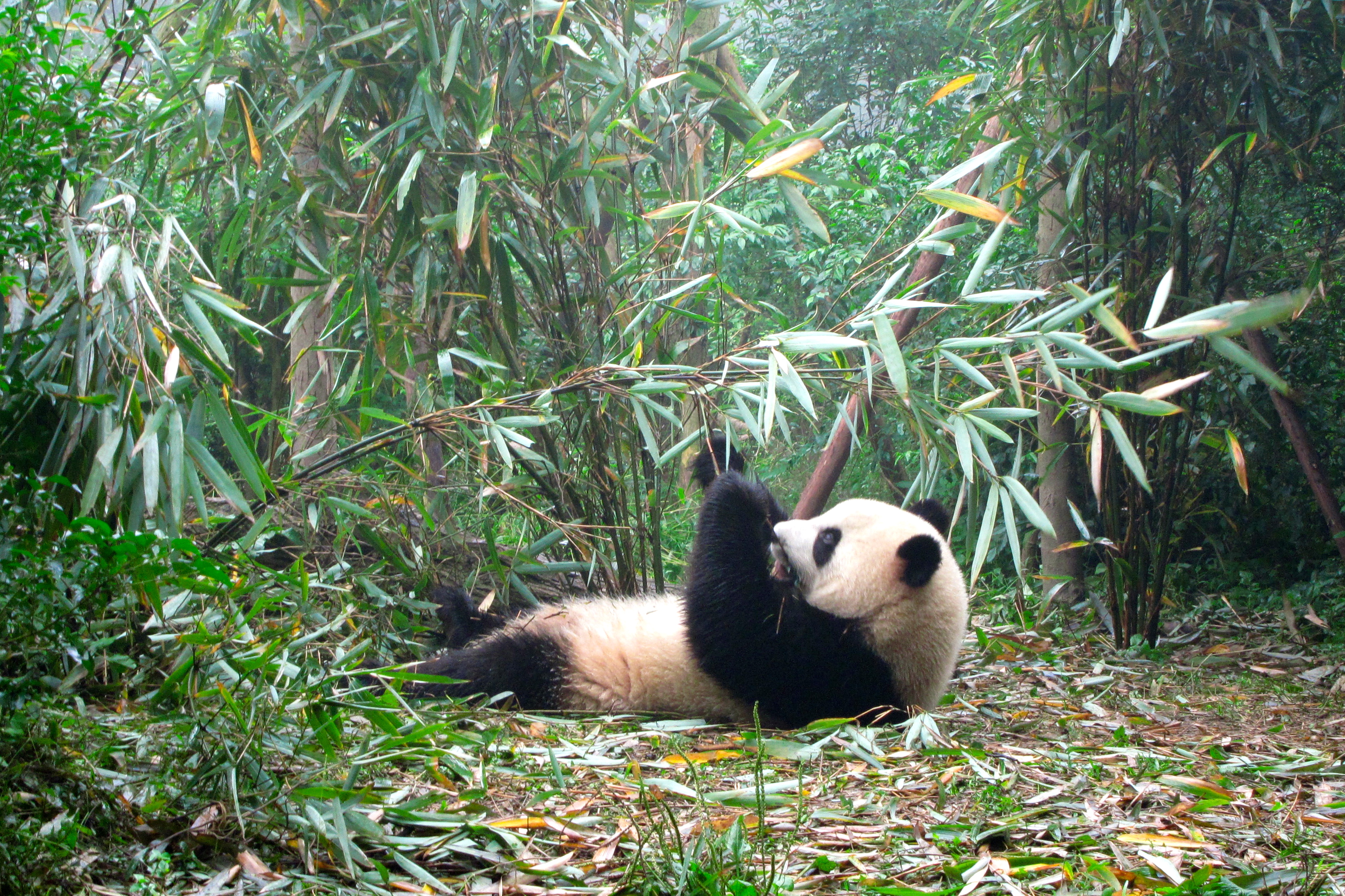 Panda bears environment
