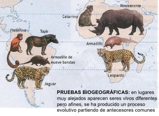 La Biogeografía