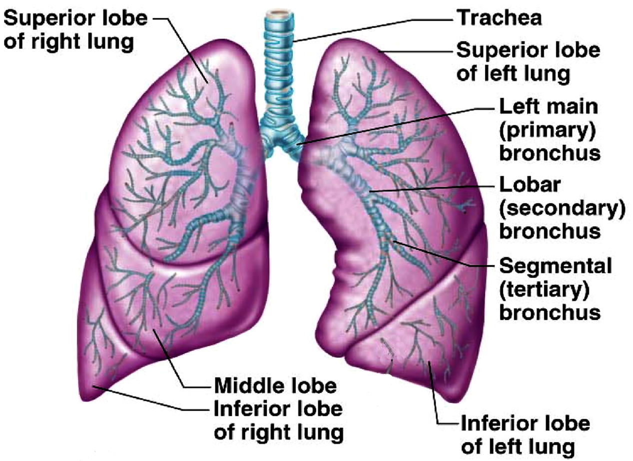 Плевра на латинском. Легкие человека анатомия. Lung structure. Дыхательная система легкие. Lungs Anatomy.