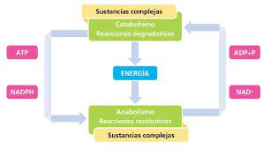 escala de catabolismo anabolismo