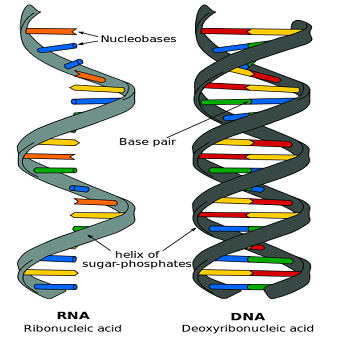 Freaky dna vici. Спираль ДНК. RNA and DNA structure. Ribonucleic acid. Differences of DNA and RNA on a Table.