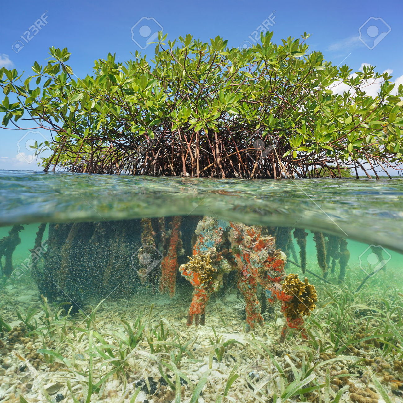 GALAPAGOS ISLANDS on emaze