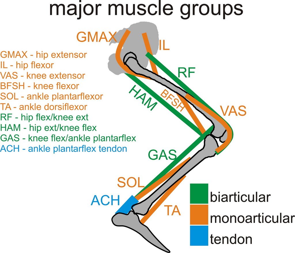 Muscle groups. Leg muscle Groups. Primary muscles. Costoclavicular maneuver.