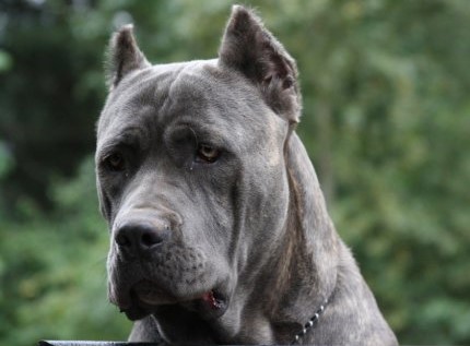 black and brindle cane corso