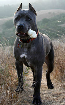 Cane Corso