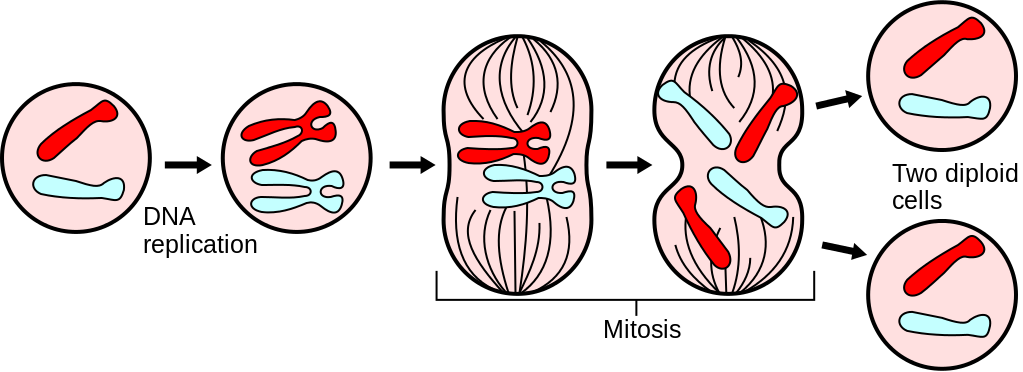 Mitosis on emaze