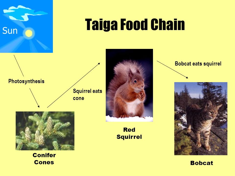 Taiga, Sweden Ecosystem on emaze Biology Diagrams