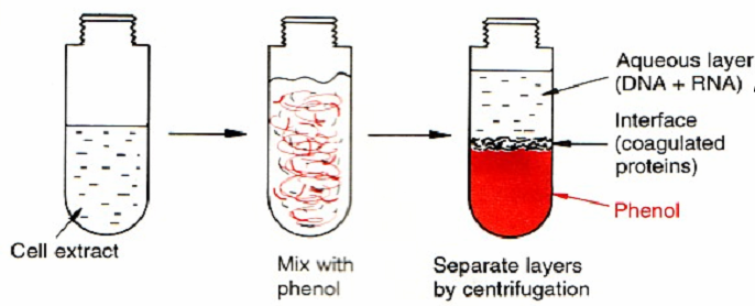 dna extraction using phenol chloroform