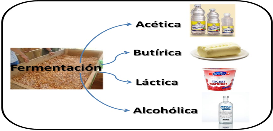 Resultado de imagen para fermentacion