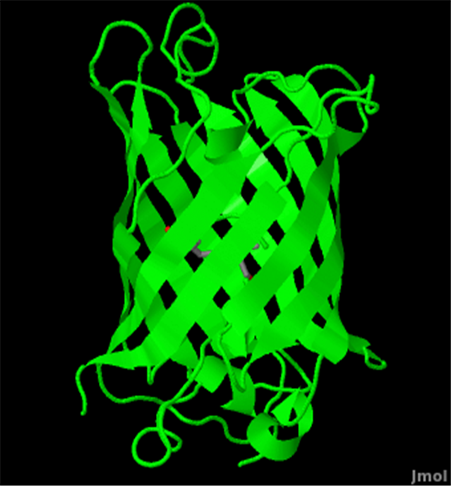 Gfp. Зеленый флуоресцентный белок GFP. Зеленый флуоресцентный протеин (GFP. Green Fluorescent Protein (GFP) – зелёный флуоресцентный белок. Флуоресцентный ген GFP.