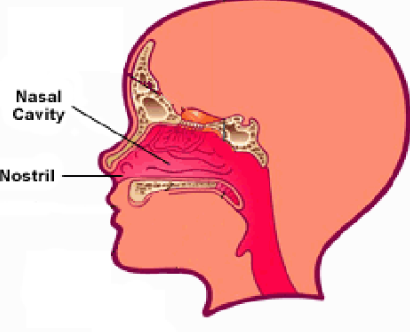 Take your nose. Nostril рисунок. Parts of your nose.