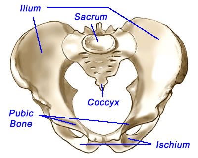 Os name. Os ischium. Pelvic Movement. Os Coxae topanatomy. Pubic Bone.