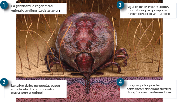 Rickettsia on emaze