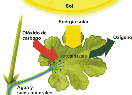 Resultado de imagen para imagenes de fotosintesis 3d