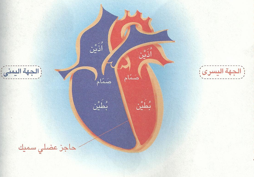 جهاز النقل عند on emaze جهاز النقل عند on emaze