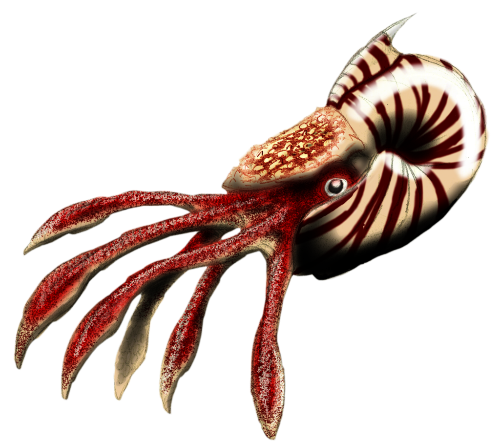 Предки осьминогов. Головоногие моллюски Ордовик. Ордовик Камероцерас. Наутилоидеи Силур. Головоногий моллюск белемнит.
