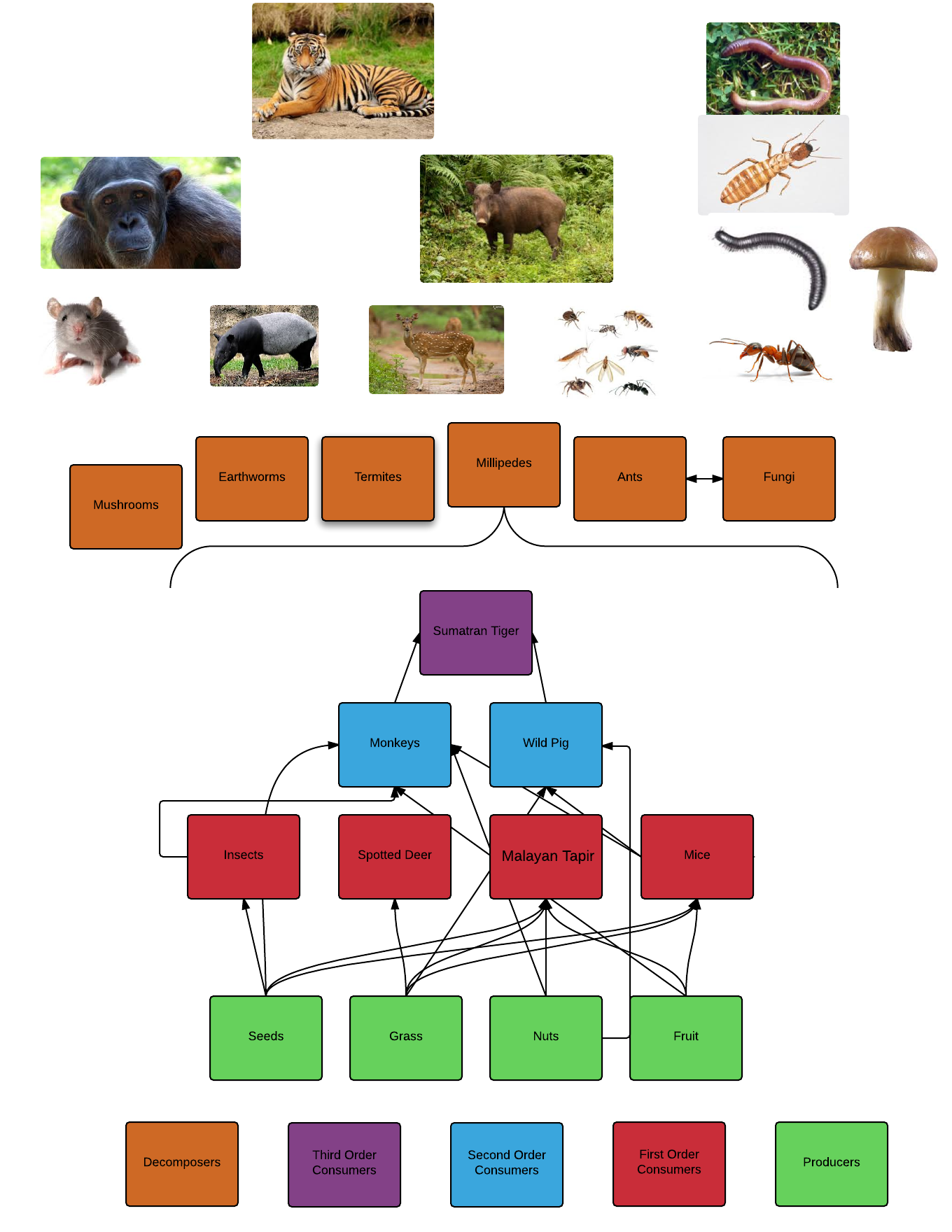 Tiger Food Chain Diagram