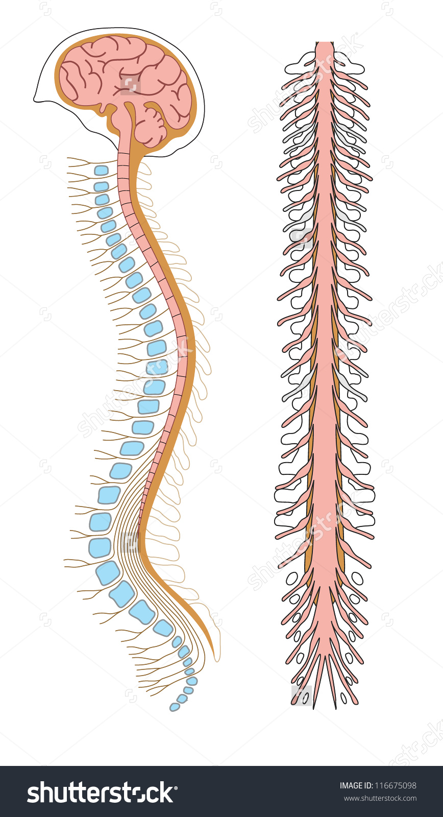 Спинной и головной мозг рисунок