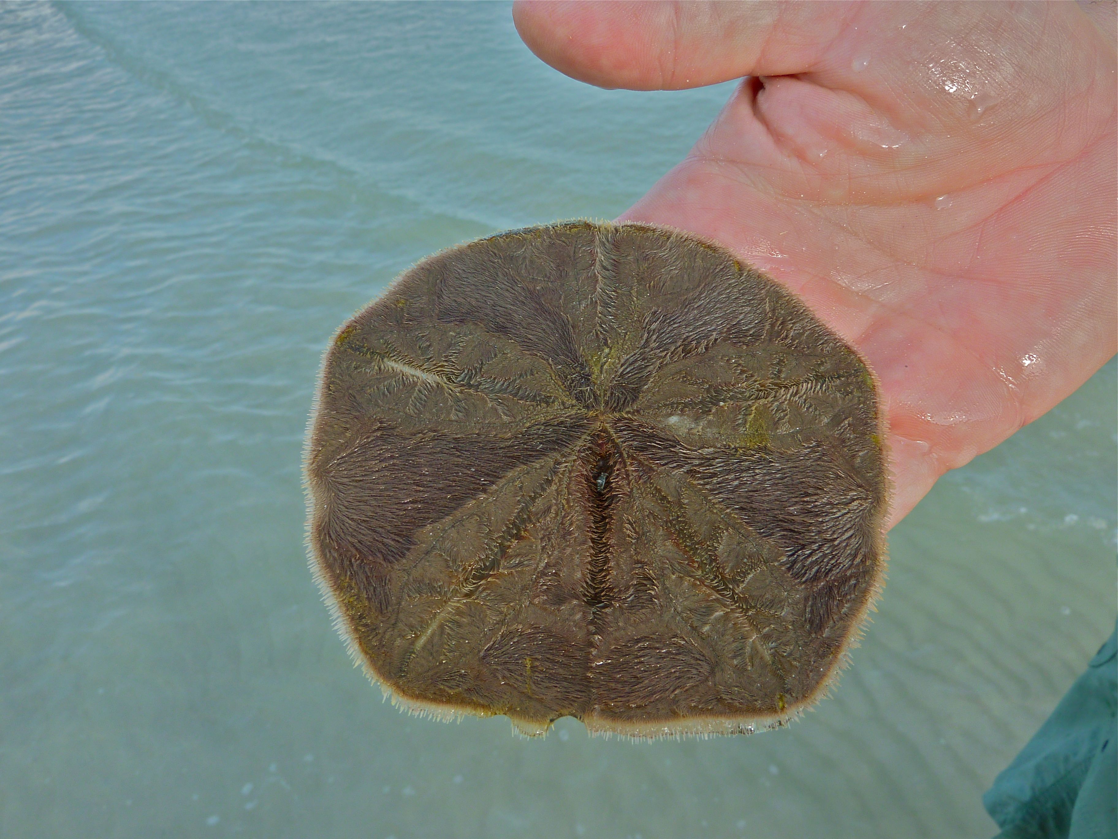 Sand Dollar Nipples