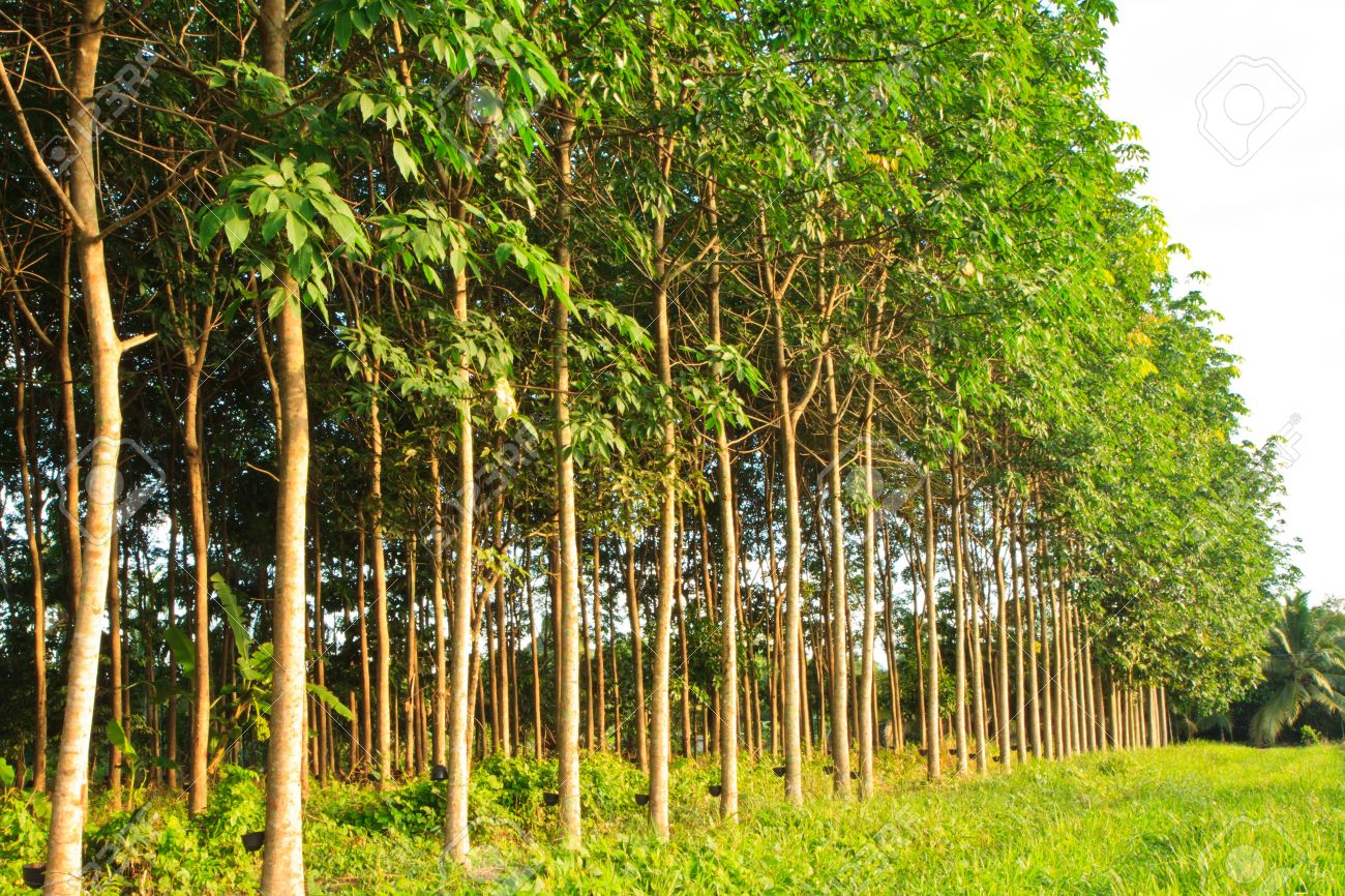 Rubber Trees In The Tropical Rainforest at Shane Nutter blog