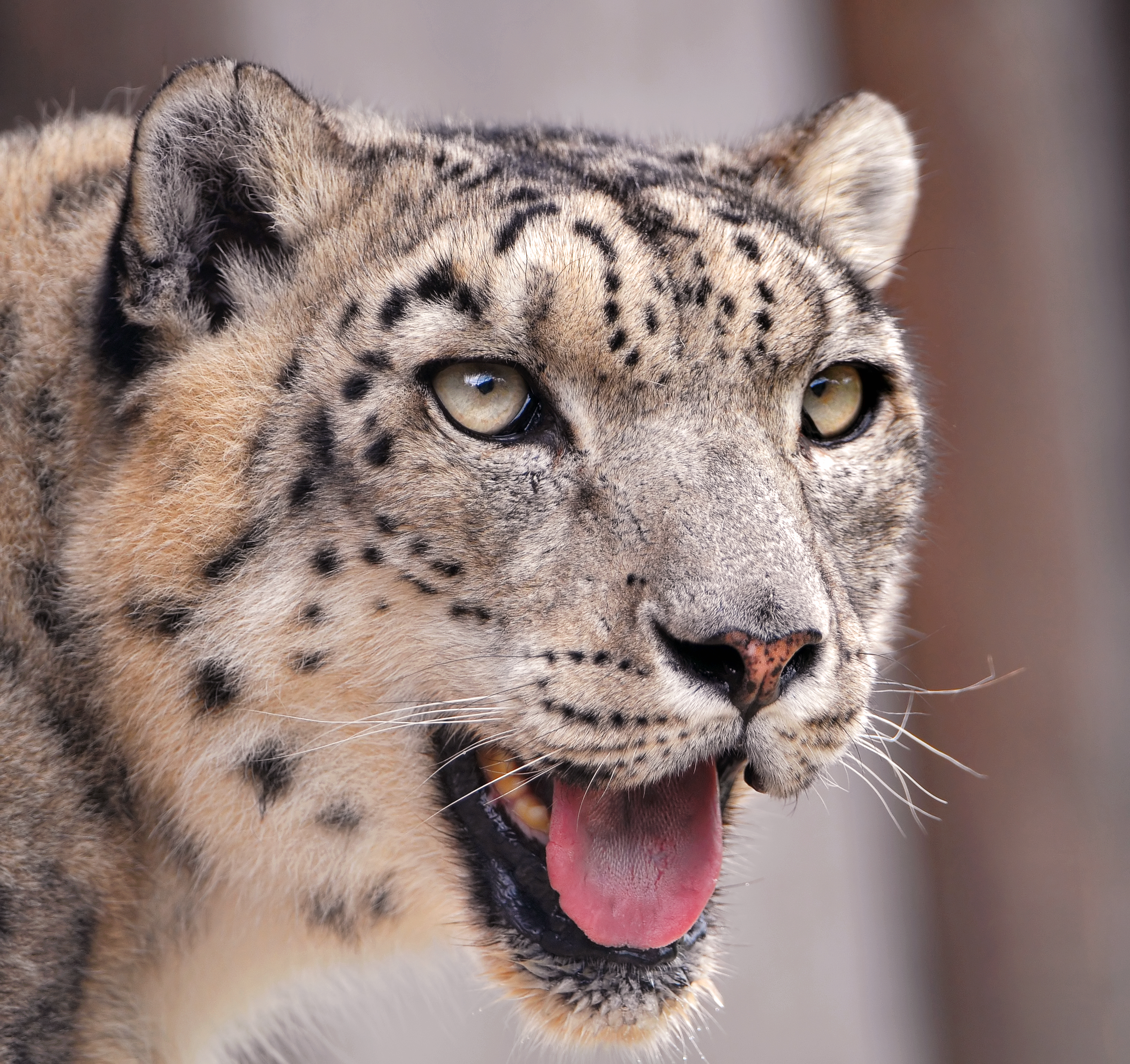 What Are Snow Leopards Adaptations