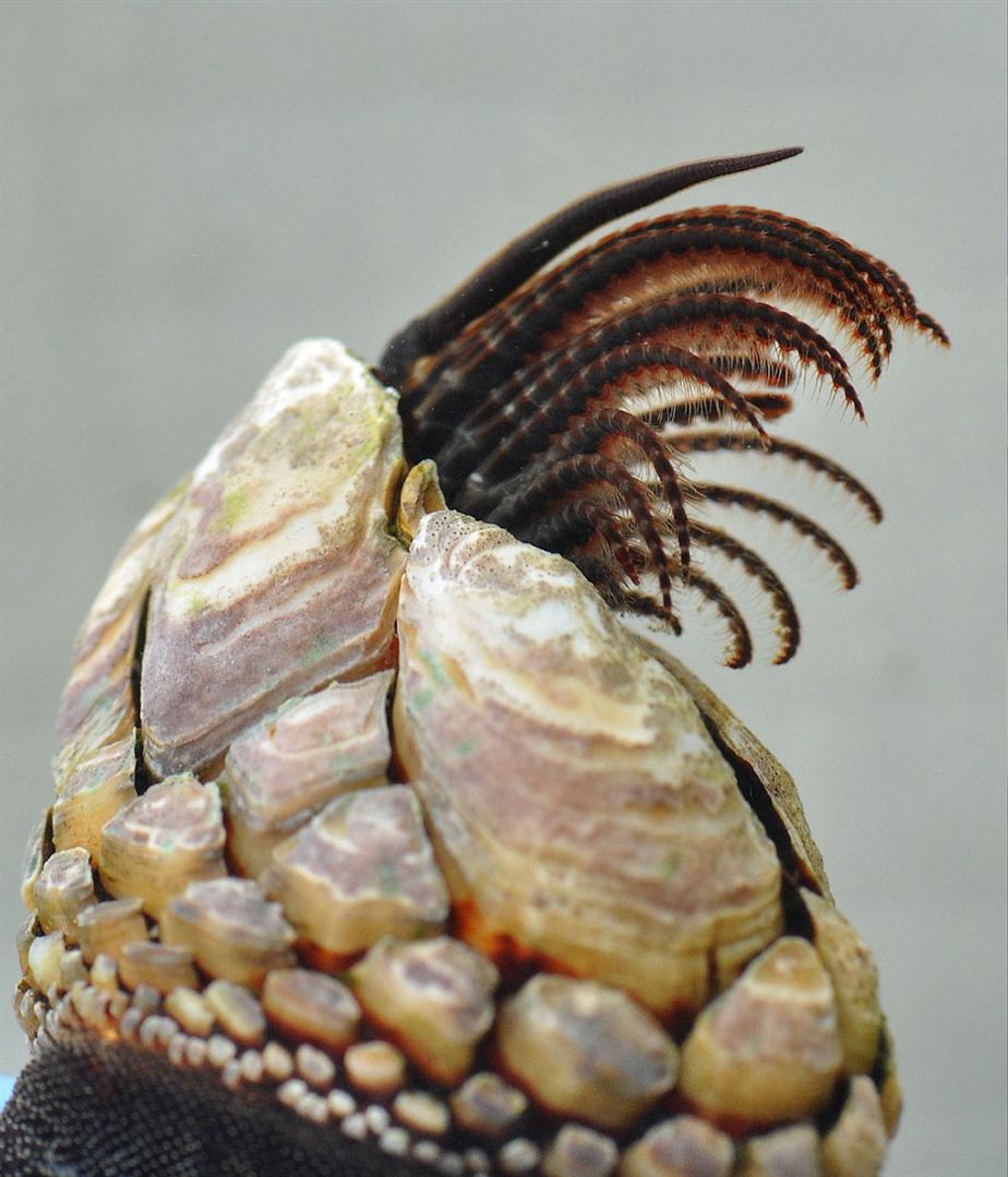Barnacles at emaze Presentation