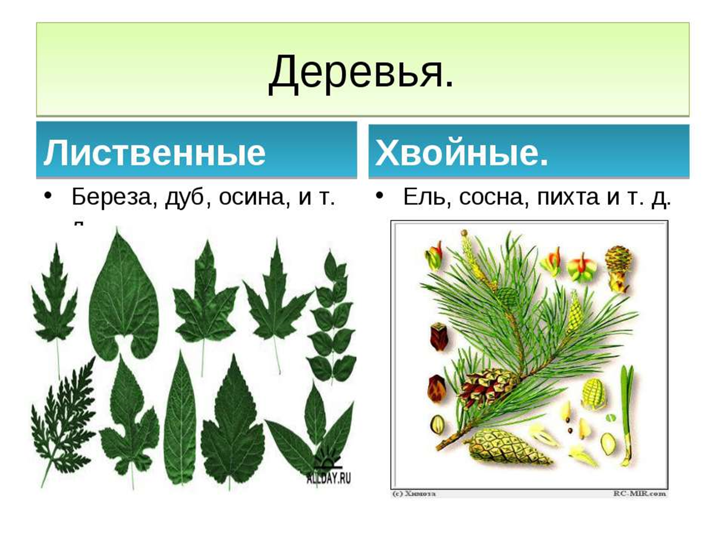 лист хвойного растения. воные деревья и лиственные. у каких растений хвойные листья. ель сосна кедровая сосна пихта лиственница. туя западная thúja occidentális.
