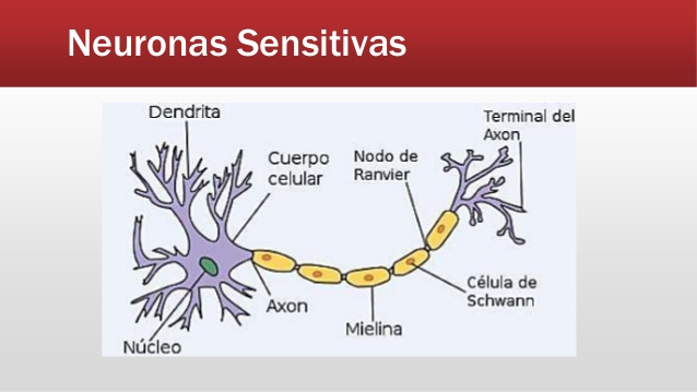 Resultado de imagen para neuronas sensitivas