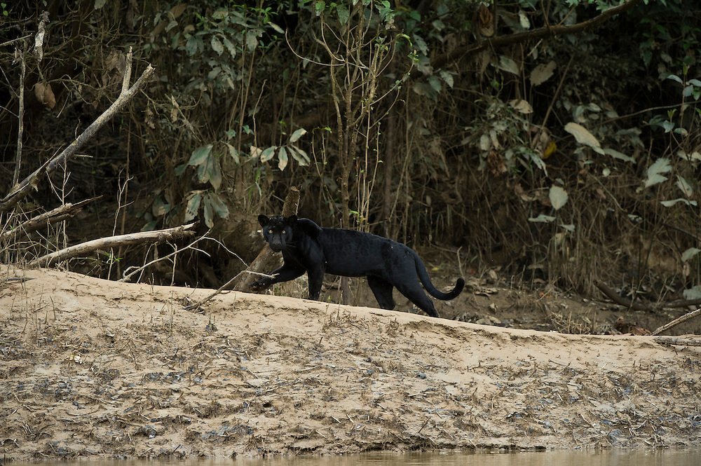 Black Panther on emaze