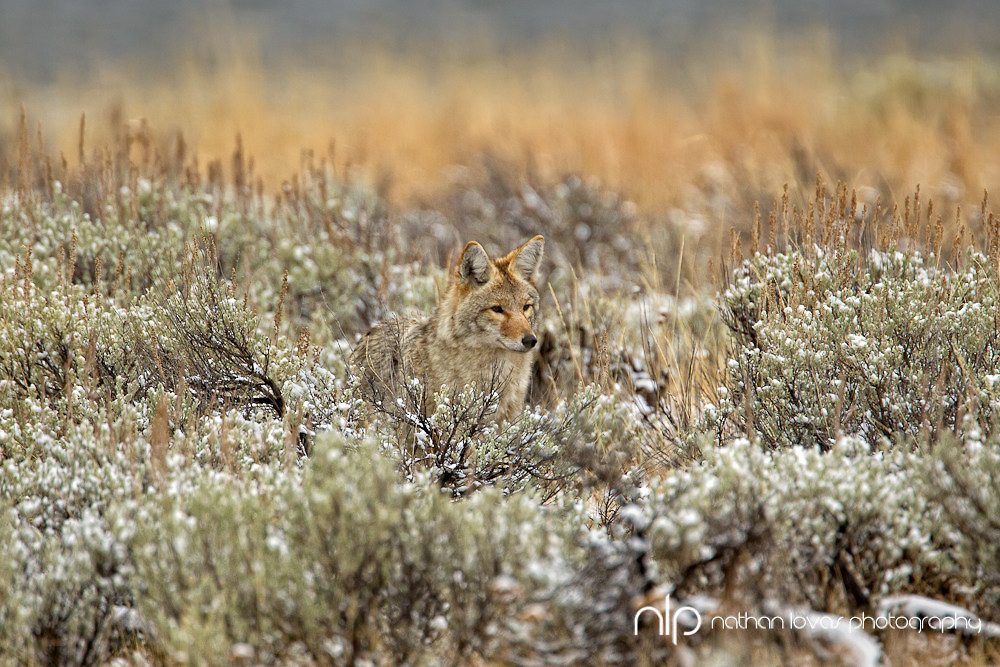 Coyotes At Emaze Presentation