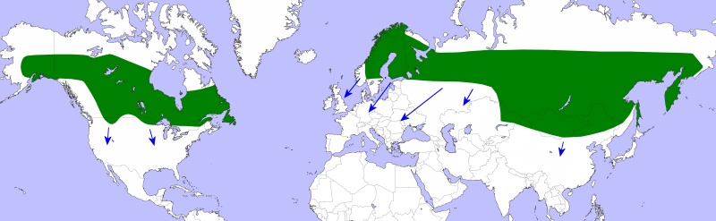 Полярная сова карта обитания