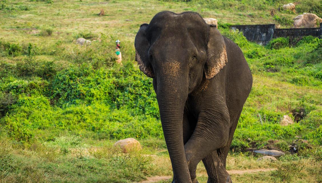 Indian Elephants on emaze