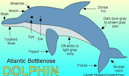 Bottlenose Dolphins on emaze