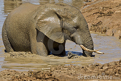 Asian elephants on emaze