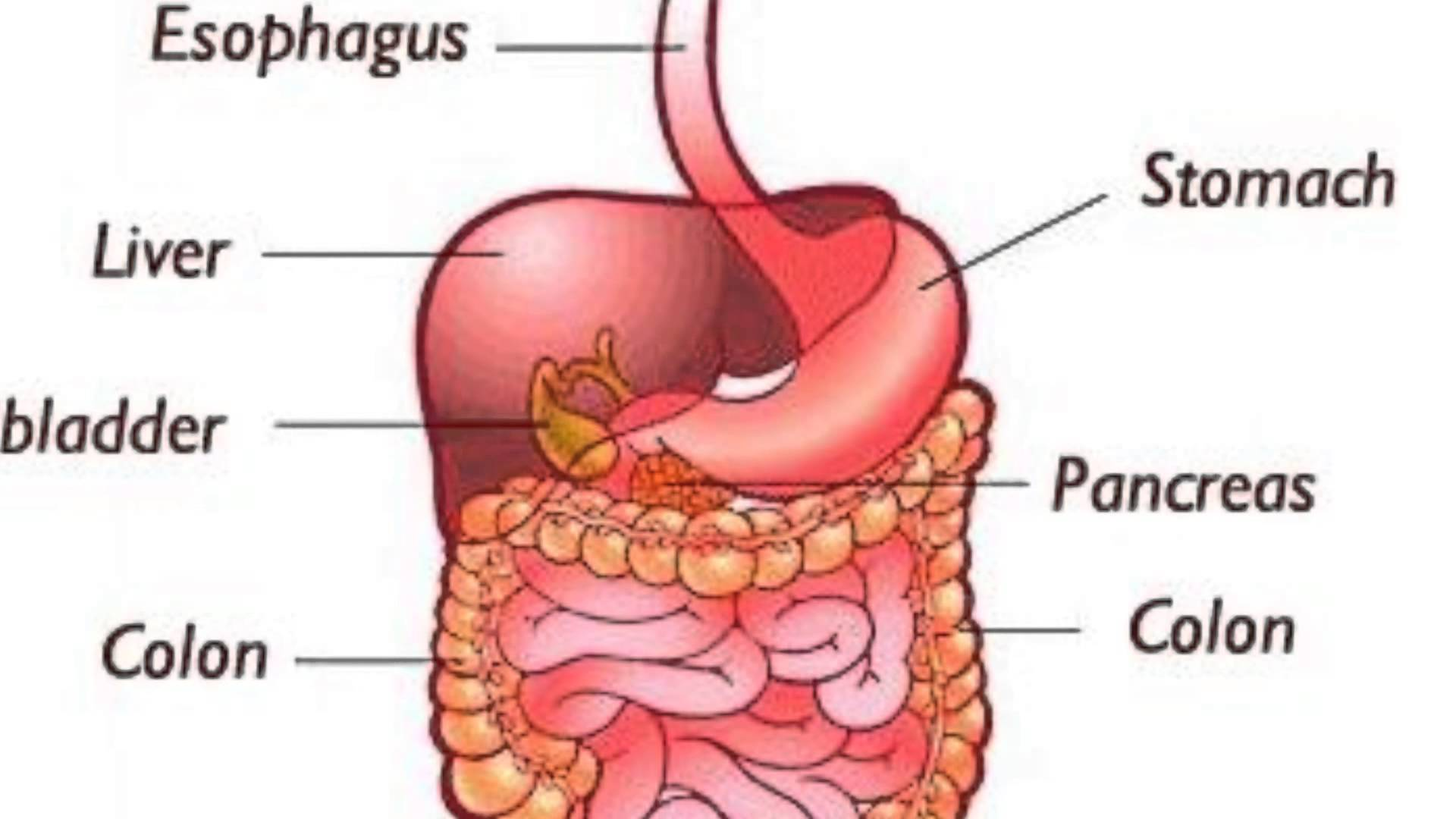 L l organs. L l organs. Человеческие органы в разрезе. Анатомия органов. L l organs.