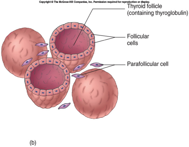 Фолликул щитовидной железы что это. Щитовидная железа фолликул тироциты. Строение фолликула щитовидной железы. Парафолликуллярными клетки щитовиднойжелезы. Парафолликулярные клетки щитовидной железы.