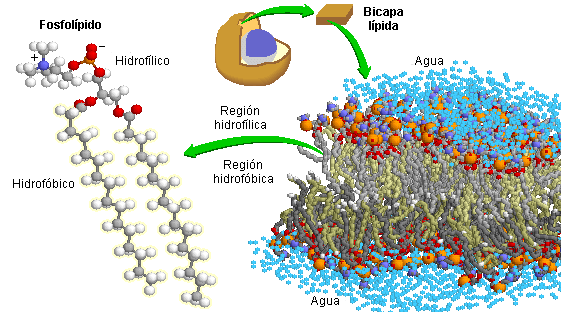 Bcm Lipidospptx On Emaze 9935