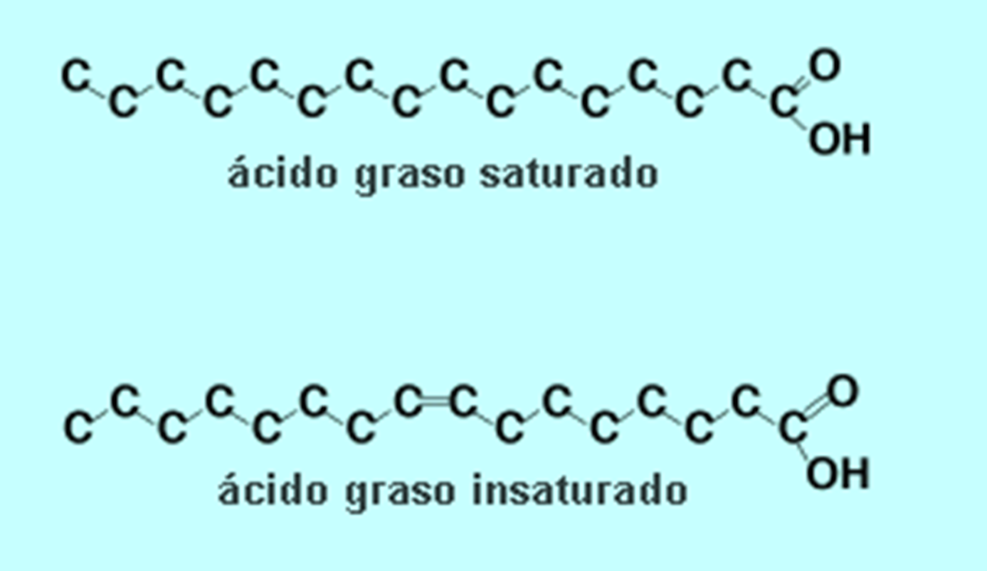 Acidos Grasos Saturados E Insaturados