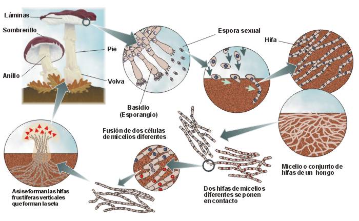 célula de hongos