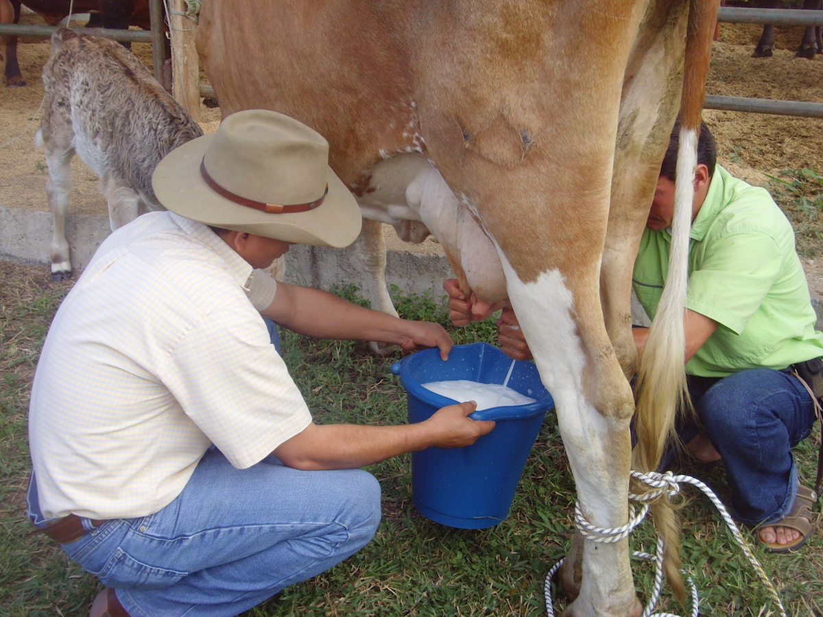Через сколько после отела можно пить молоко. Доение коров. Доить корову. Молочное доение коров. Корова молоко.
