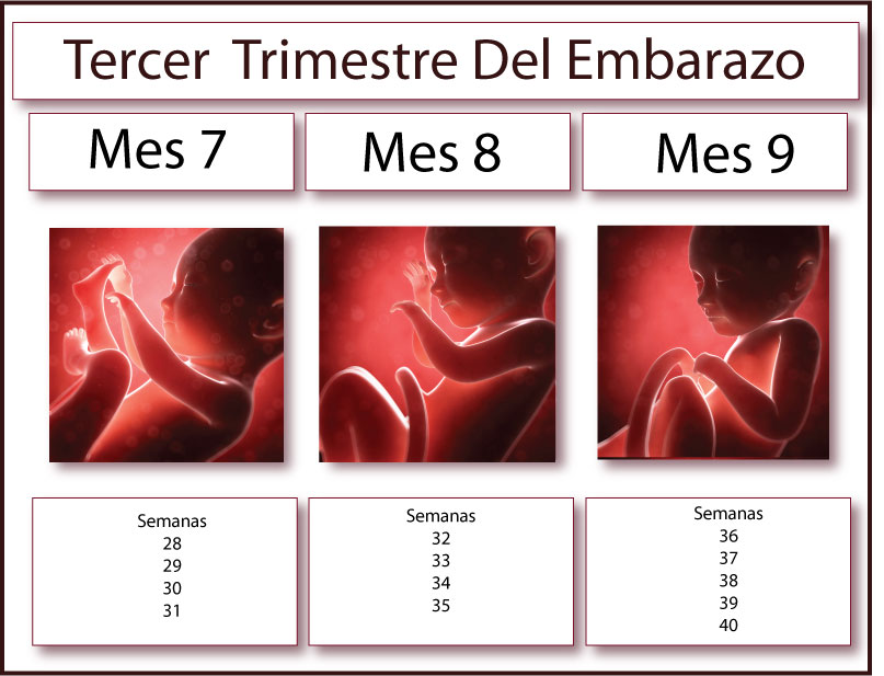 Portfolio on emaze - 39 Semanas De Embarazo Y Sin Contracciones