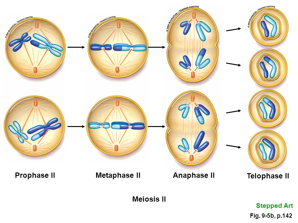 Анафаза 1 мейотического деления. Фазы мейоза 1. Профаза метафаза 2 мейоза. Схема мейоза 1 деление. В ходе мейоза образуется