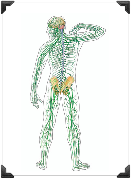 the somatic nervous system carries information to the the somatic nervous system carries information to the
