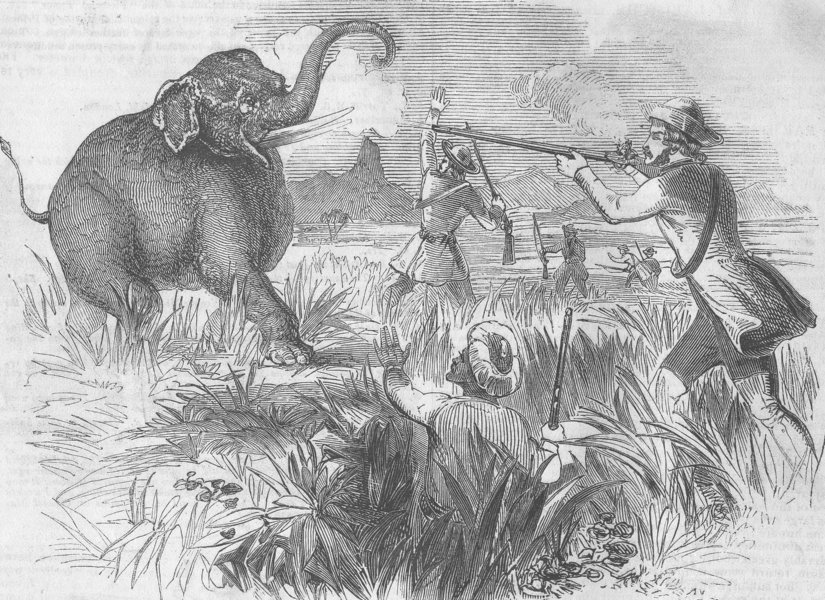 orwell essay shooting an elephant