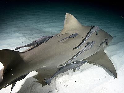 What type of relationship do remora and sharks have?