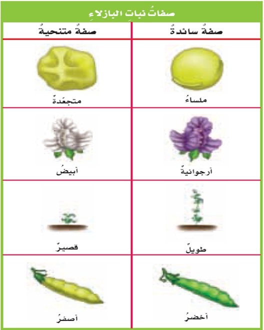 تسمى الصفه التي تمنع ظهور صفه اخرى بصفه المتنحيه