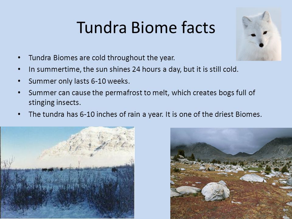 Branch Out at emaze Presentation