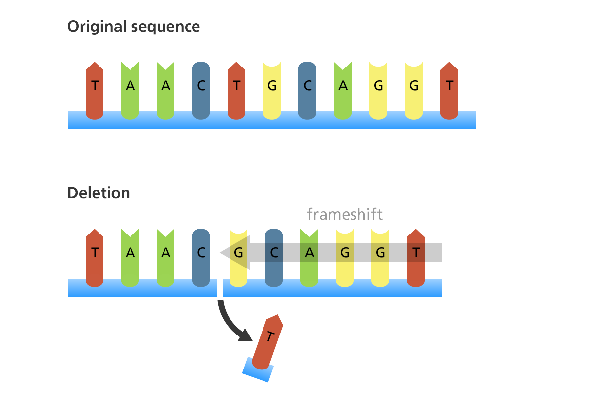 Mutations And DNA Bases At Emaze Presentation