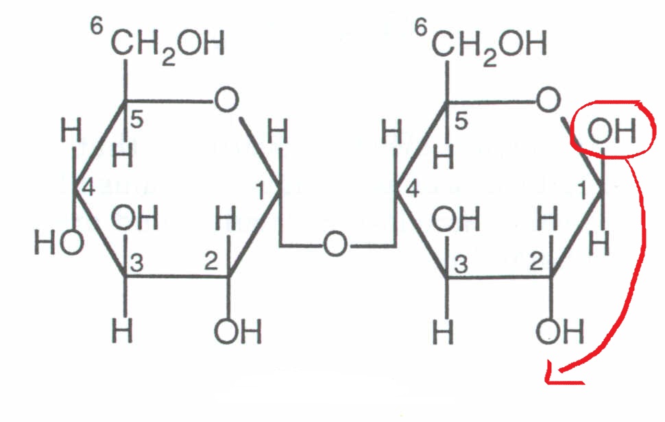 Лактоза биологическая роль. Мальтоза и лактоза формулы. Сахароза мальтоза лактоза формулы. Мальтоза строение молекулы. Мальтоза дисахарид.