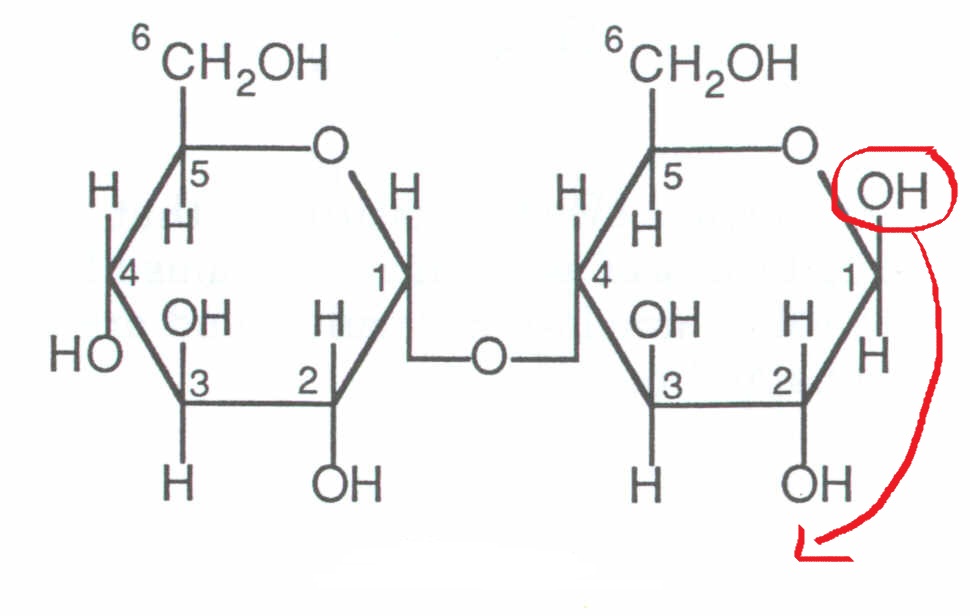 Мальтоза. Строение мальтозы формула. Мальтоза структурная формула. Альфа и бета мальтоза. Мальтоза строение молекулы.
